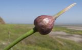 Allium rotundum