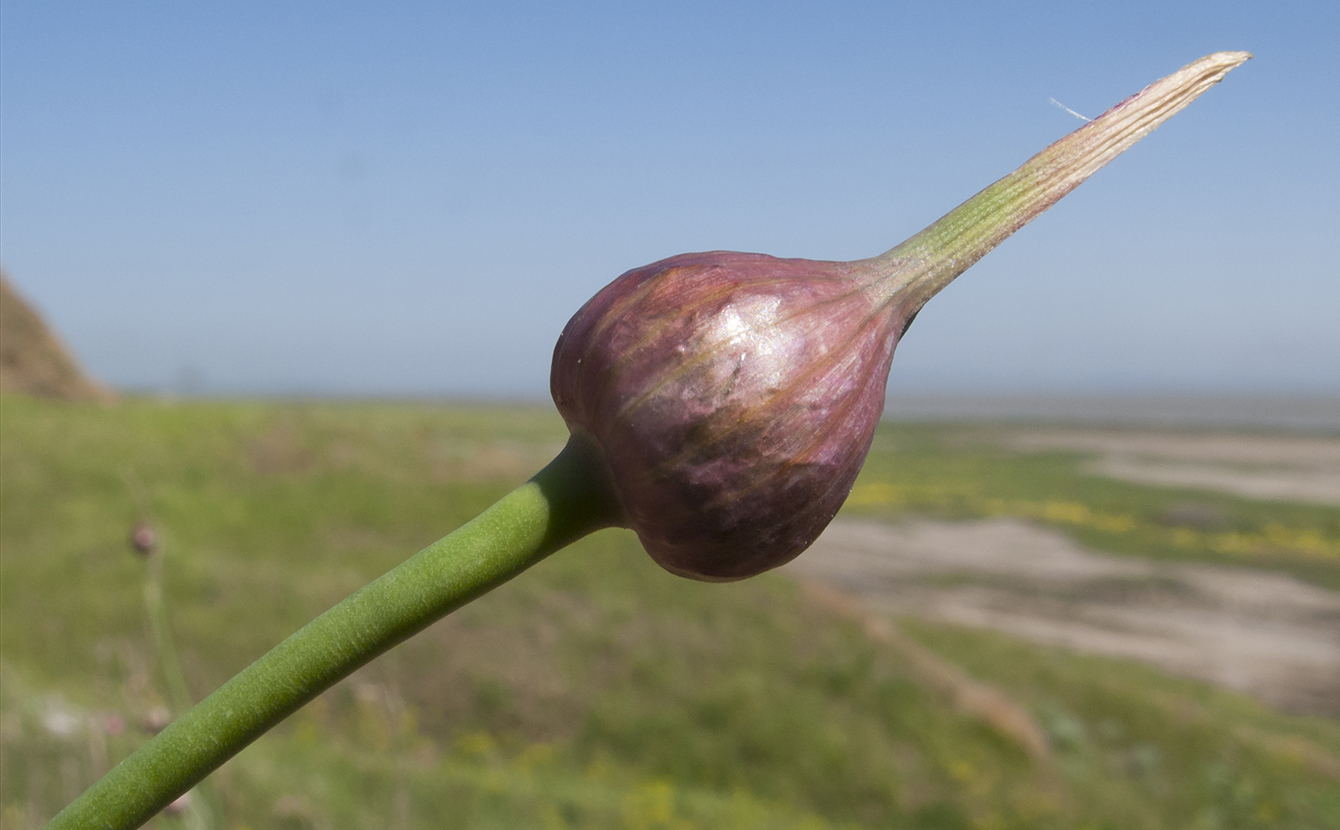 Image of Allium rotundum specimen.