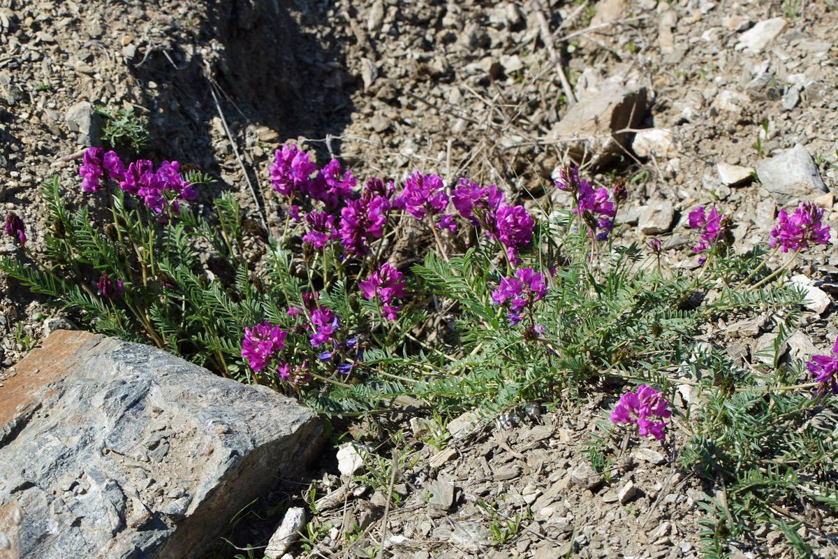 Изображение особи Oxytropis teres.