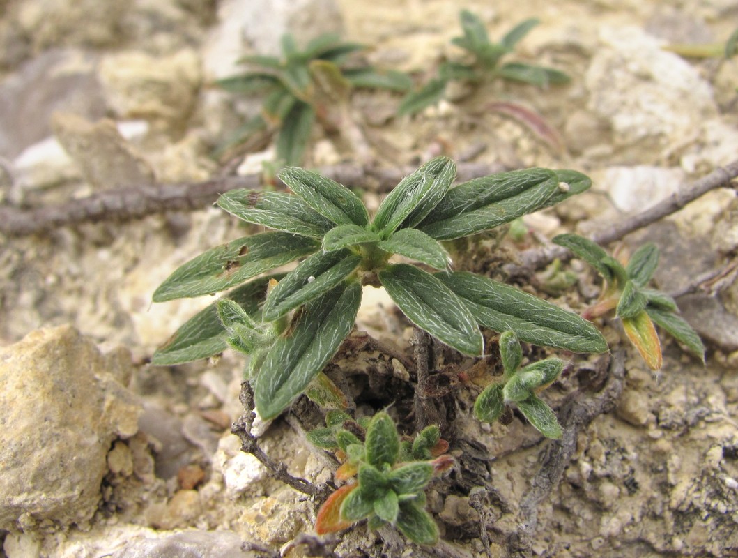 Image of genus Helianthemum specimen.