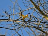 Ceiba speciosa. Верхушка ветви с цветком. Турция, Анталья, в культуре. 31.12.2018.