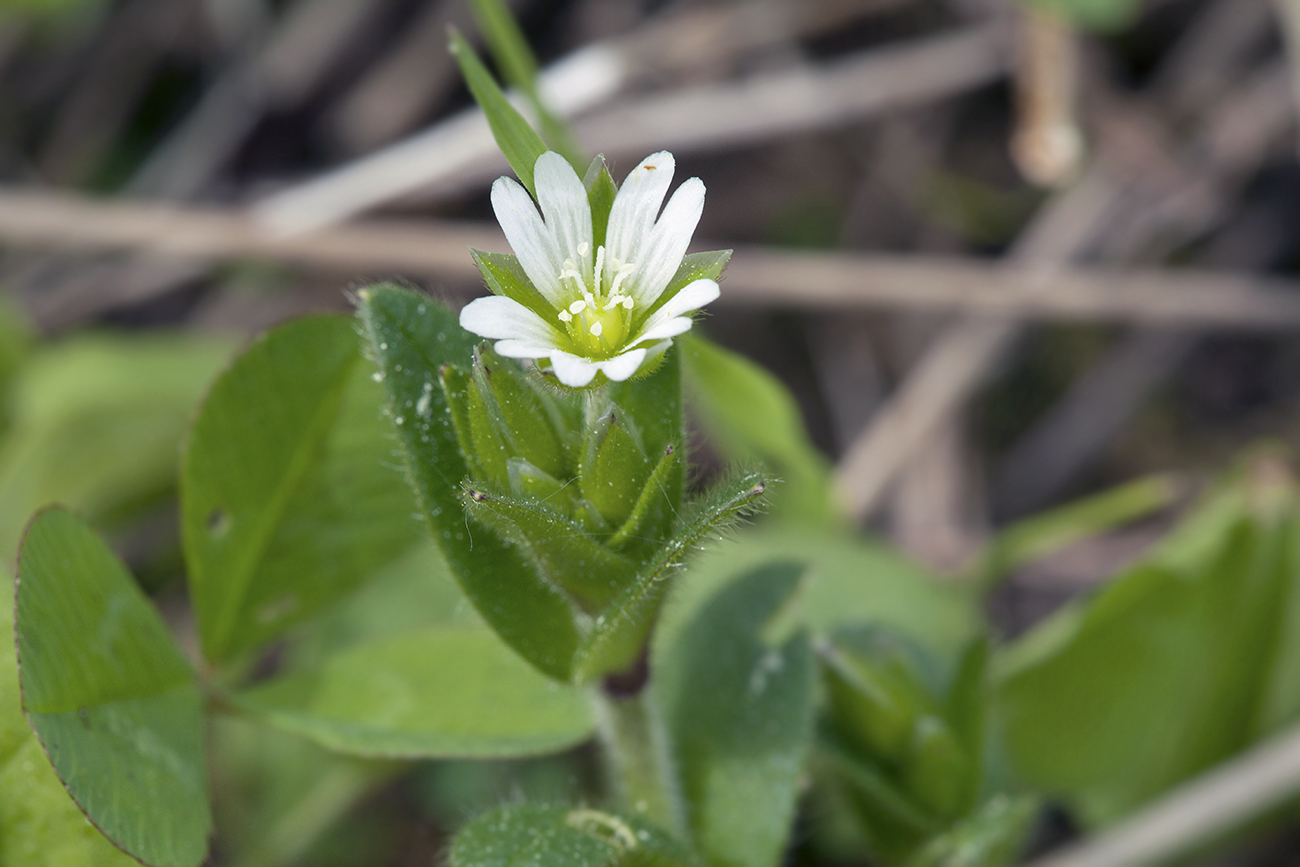 Image of Cerastium holosteoides specimen.