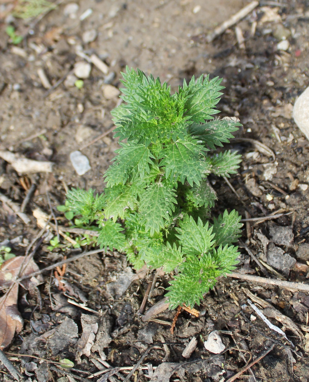 Image of Urtica urens specimen.