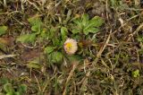 Bellis perennis