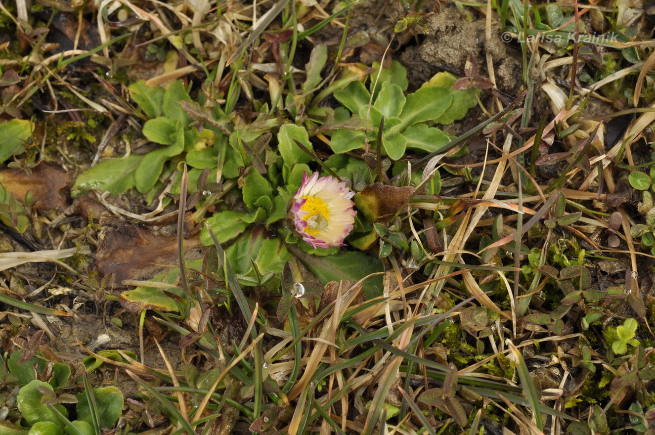 Image of Bellis perennis specimen.