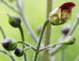 Scrophularia nodosa. Веточка соцветия. Ленинградская обл., Лужский р-н. 19.06.2010.