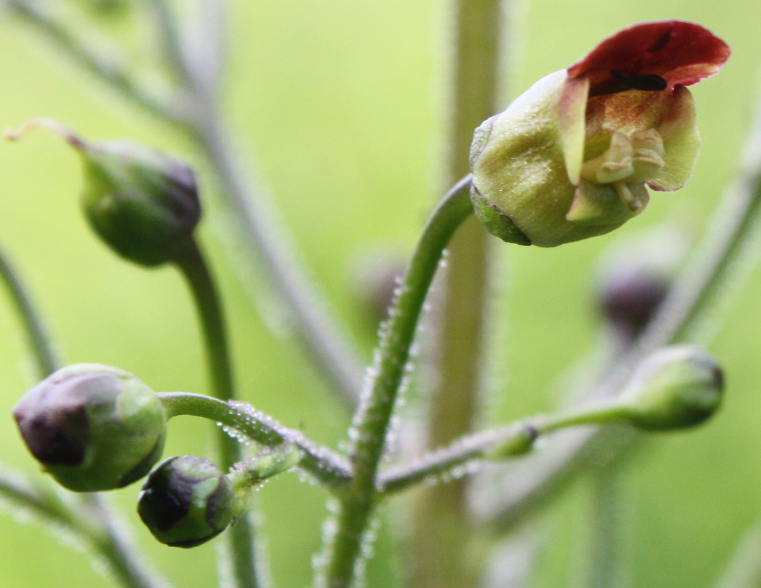 Изображение особи Scrophularia nodosa.