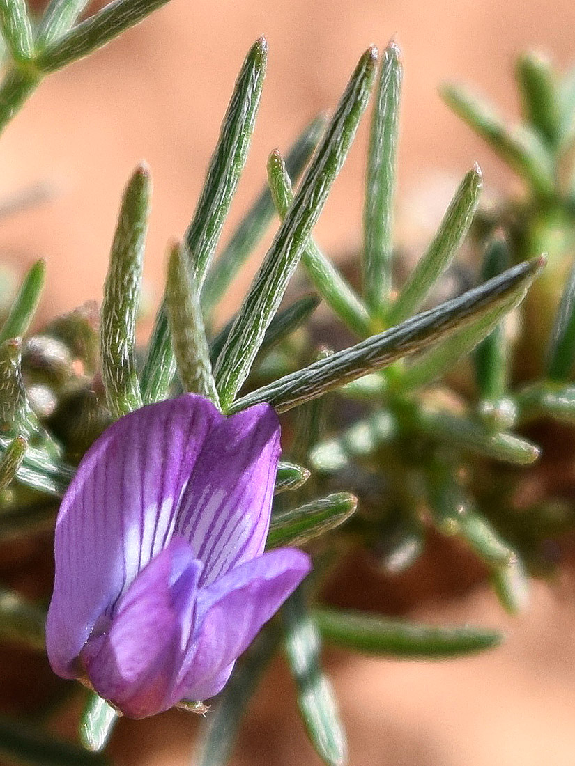 Изображение особи Astragalus nematodes.