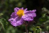 Cistus creticus