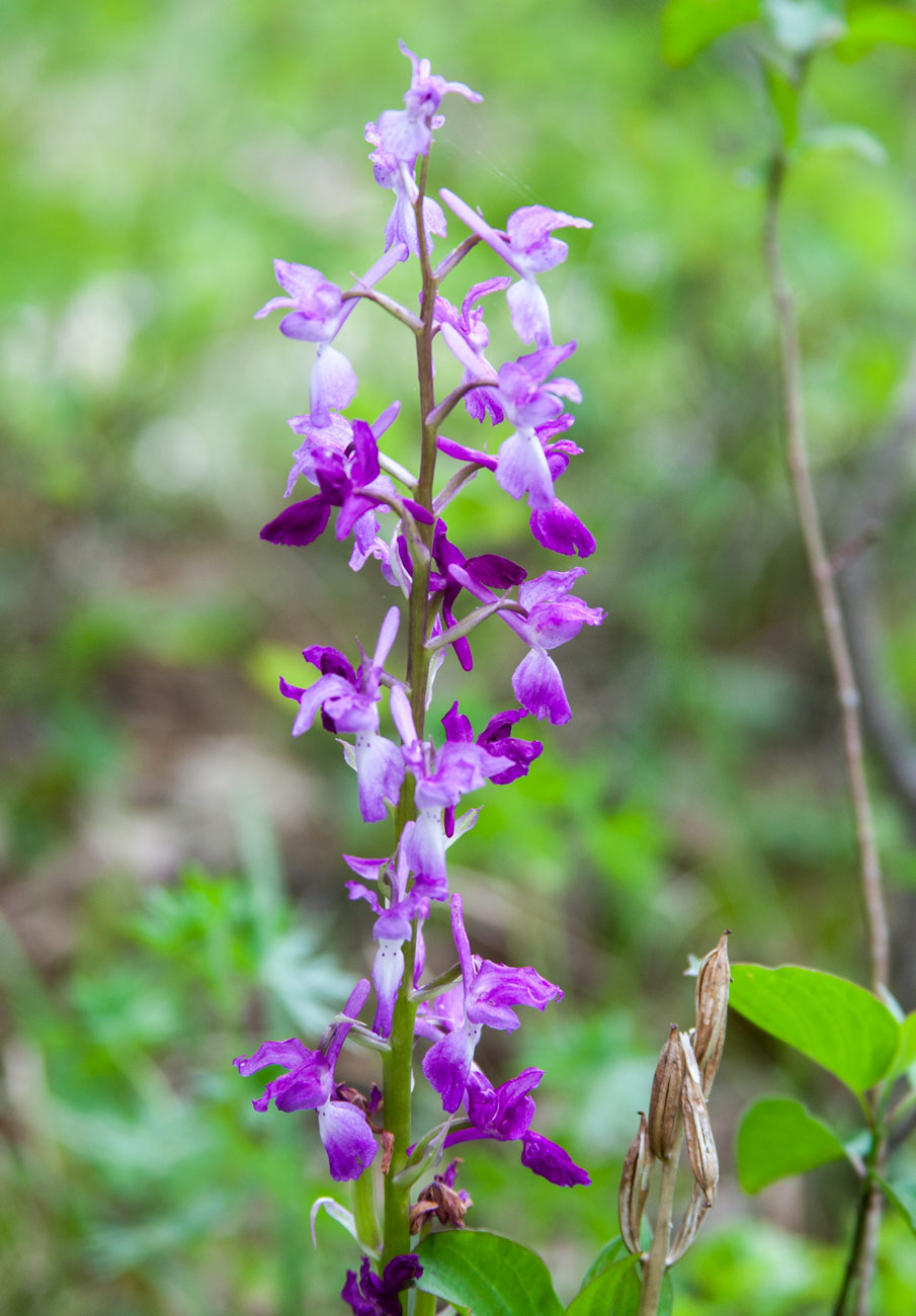 Image of Orchis mascula specimen.