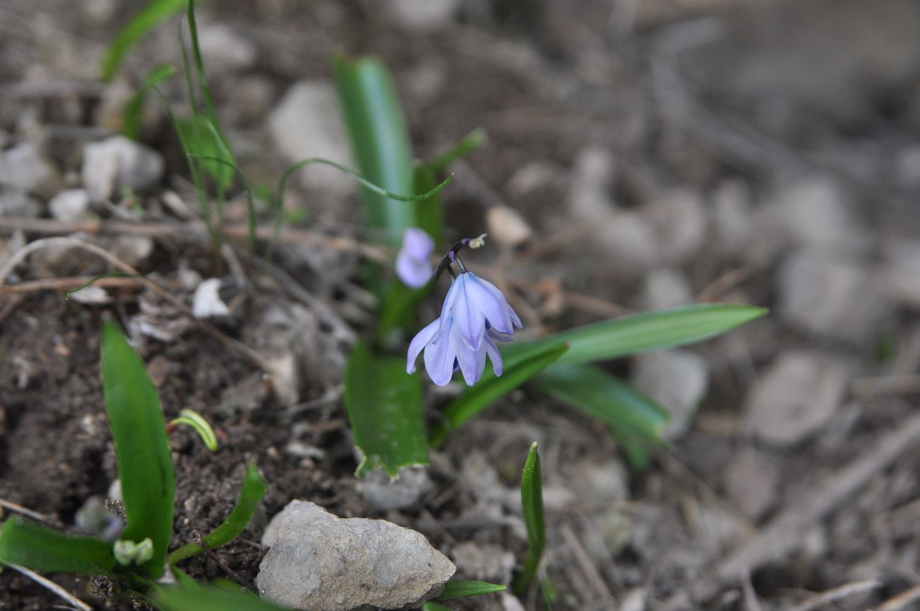 Изображение особи Scilla monanthos.