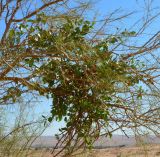 familia Loranthaceae. Плодоносящее растение. Намибия, горы Эронго, окр. горы Брандберг, каменистая пустыня. 08.05.2019.