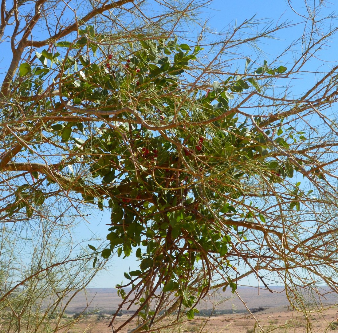 Изображение особи семейство Loranthaceae.