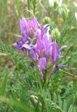 Astragalus onobrychis. Соцветия. Крым, Симферопольский р-н, окр. с. Живописное, склон долины р. Чуюнча, степь. 24 мая 2019 г.