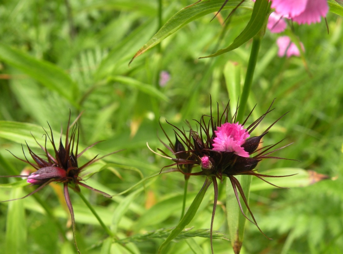 Image of Dianthus commutatus specimen.