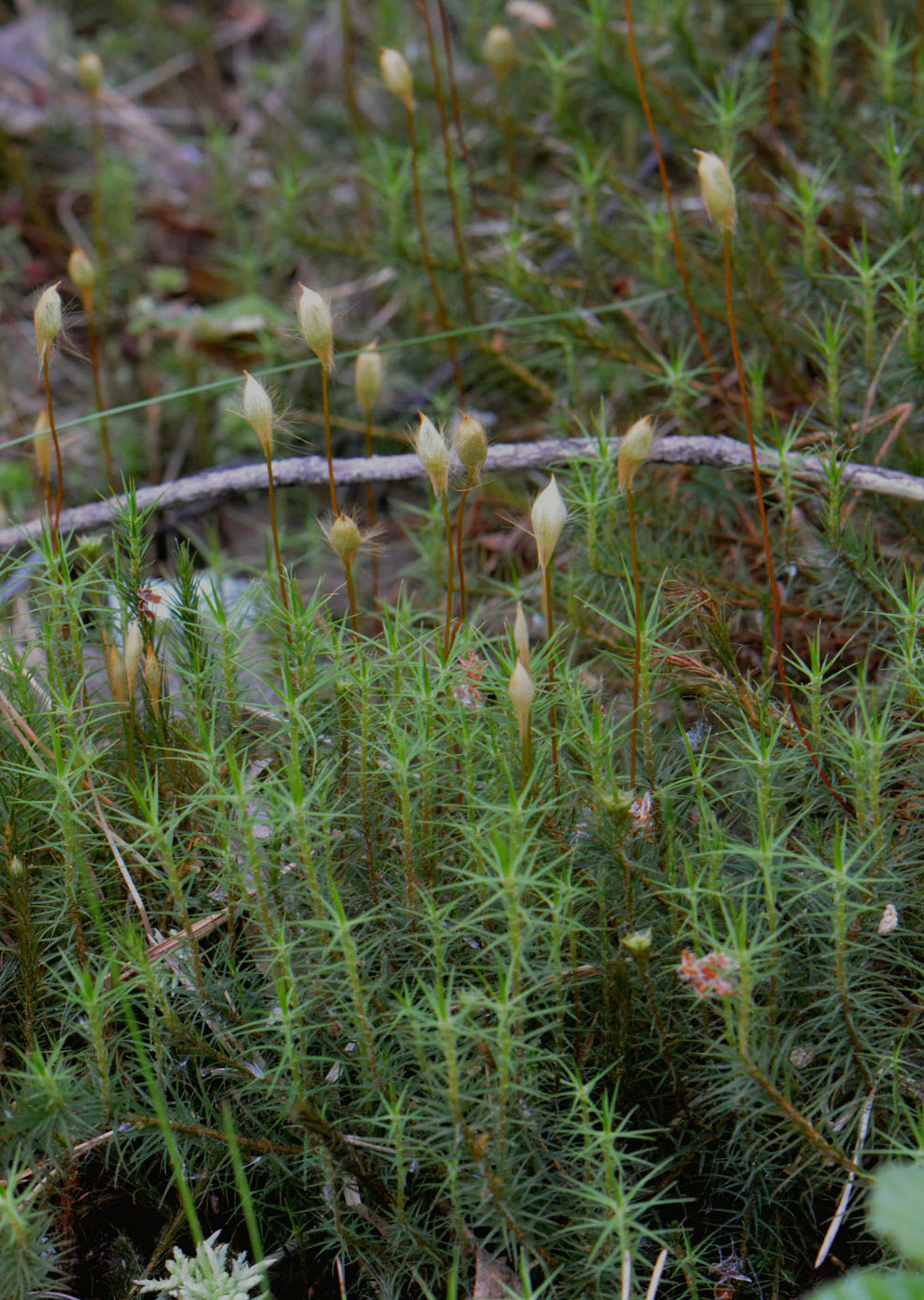 Изображение особи Polytrichum commune.