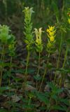 Scutellaria supina