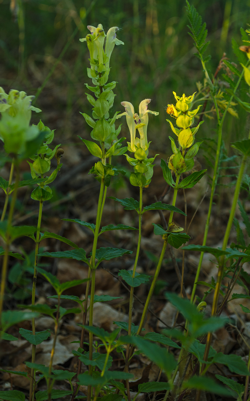 Изображение особи Scutellaria supina.