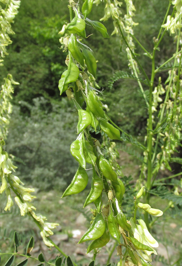 Изображение особи Astragalus galegiformis.