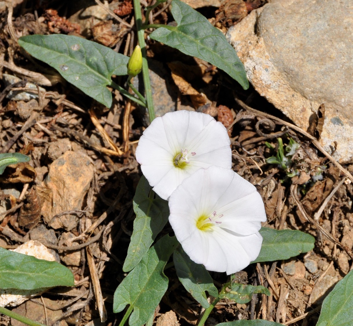 Image of Convolvulus arvensis specimen.