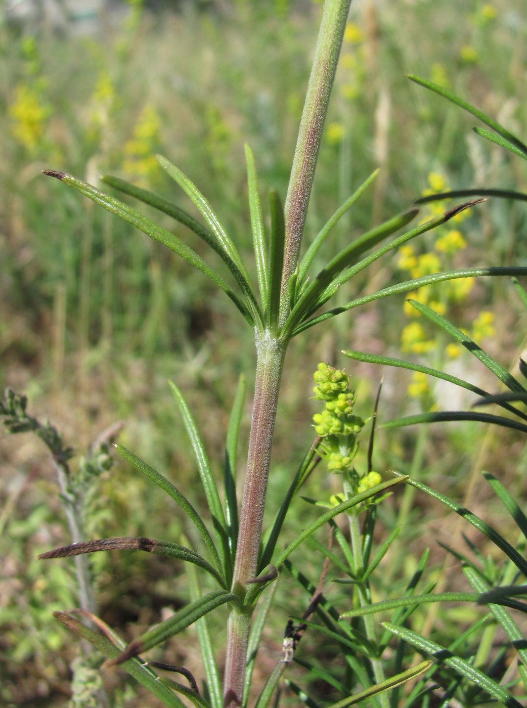 Изображение особи Galium verum.