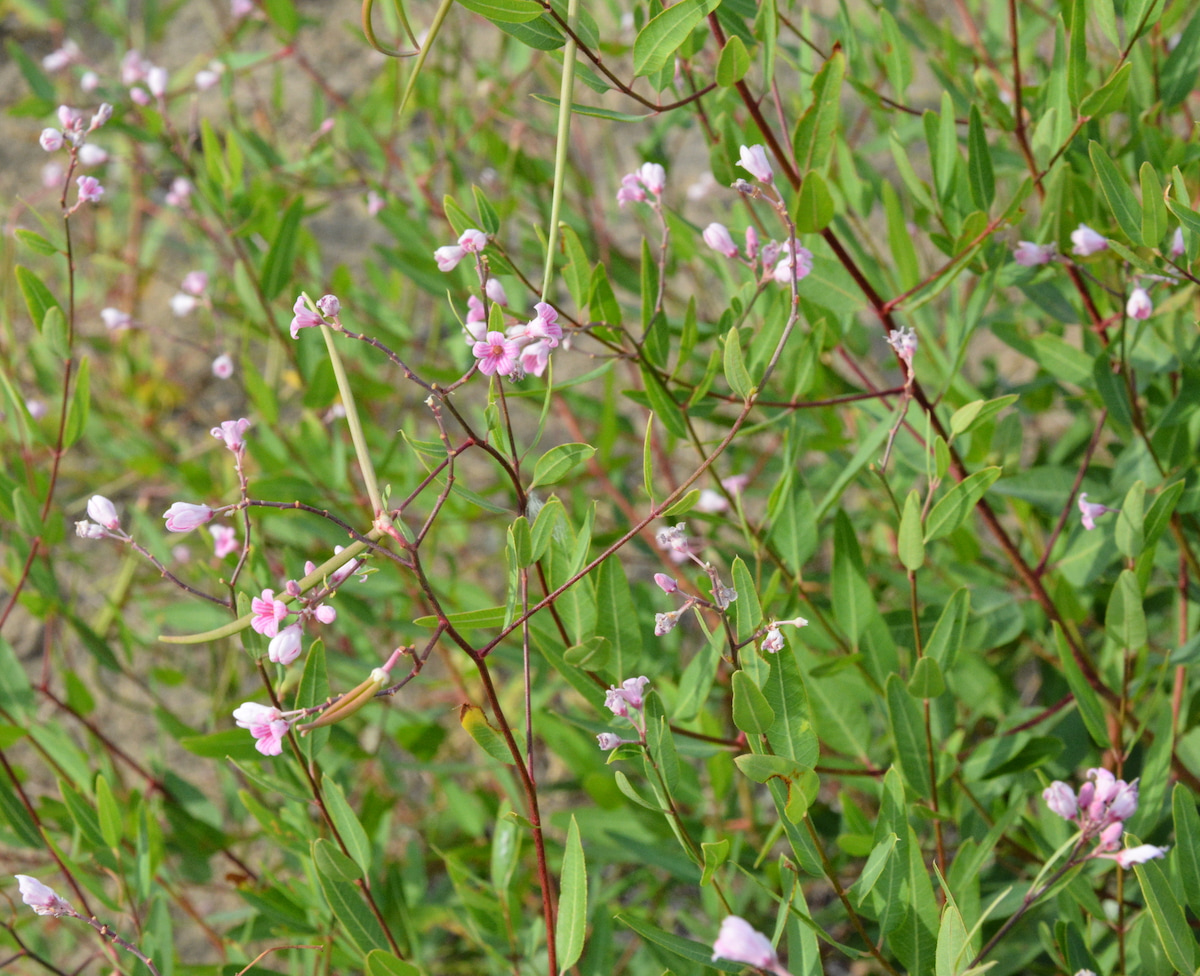 Image of Trachomitum lancifolium specimen.