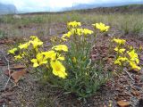 Linum alexeenkoanum