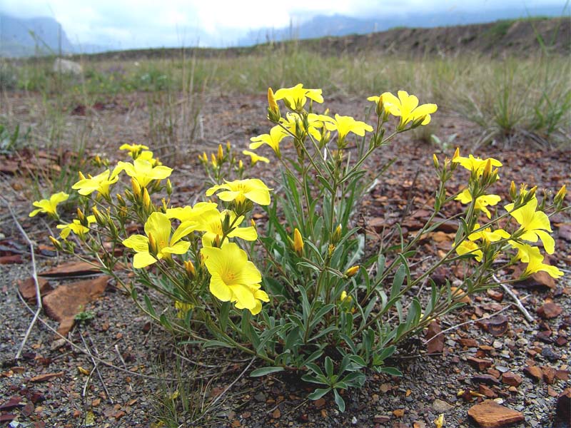 Изображение особи Linum alexeenkoanum.