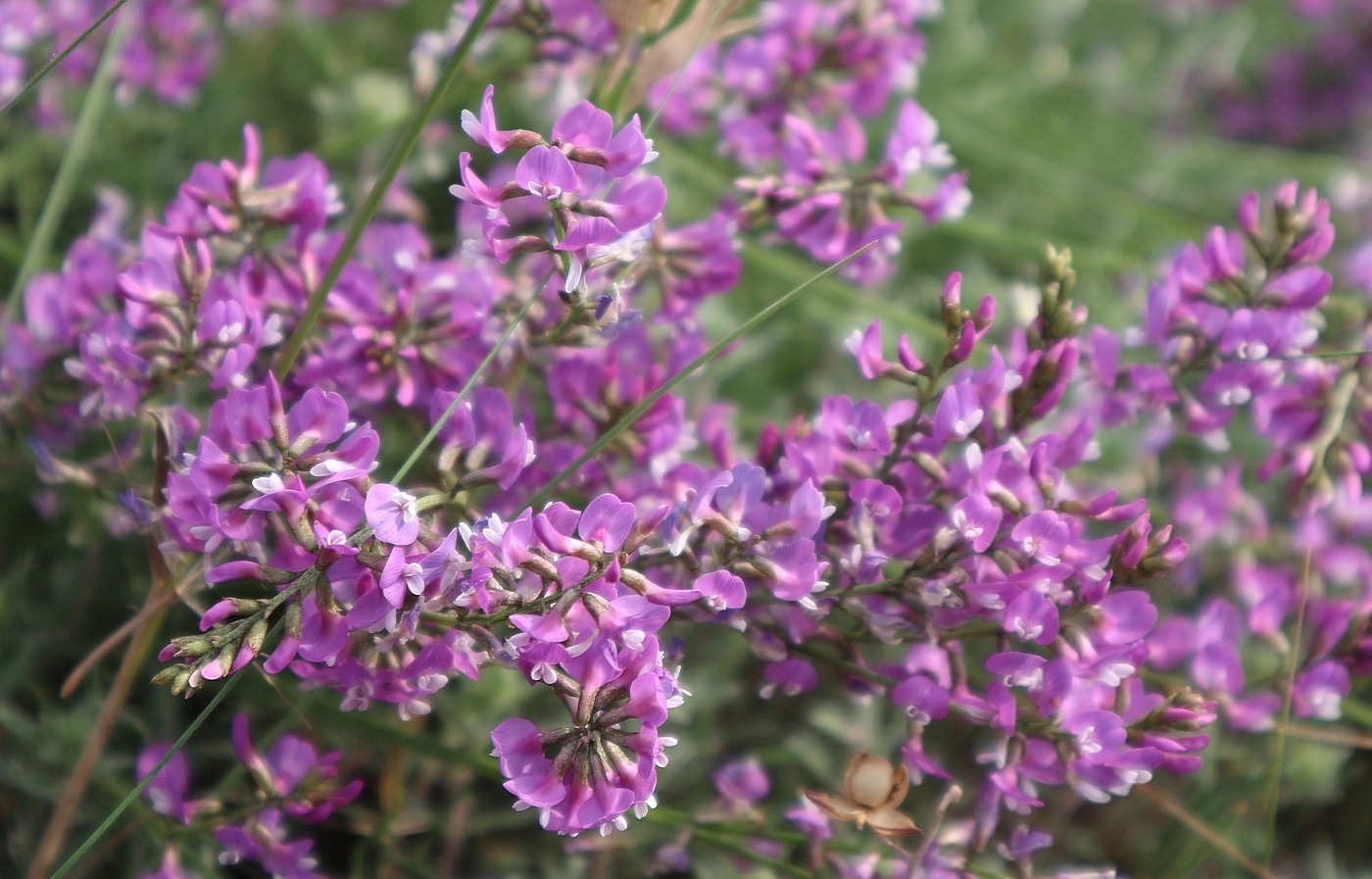 Image of Astragalus tauricus specimen.