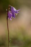 род Campanula. Верхушка цветущего растения. Кабардино-Балкария, Эльбрусский р-н, долина р. Сылтрансу, ≈ 2200 м н.у.м., субальпийский луг. 05.08.2019.