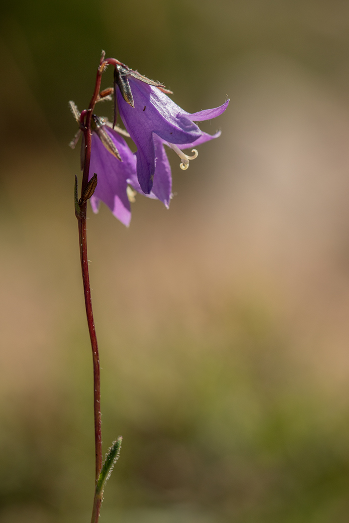 Изображение особи род Campanula.