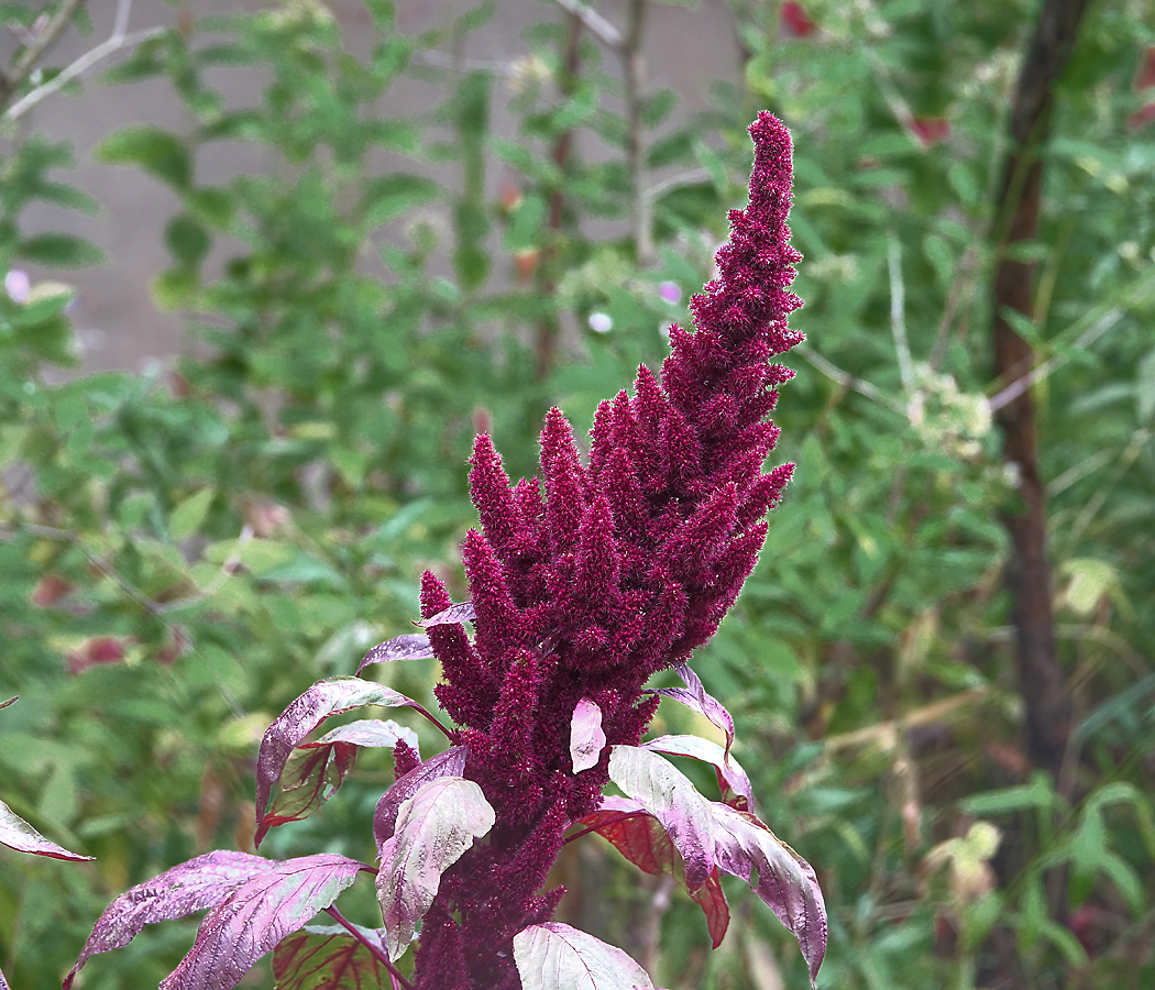 Image of Amaranthus hypochondriacus specimen.