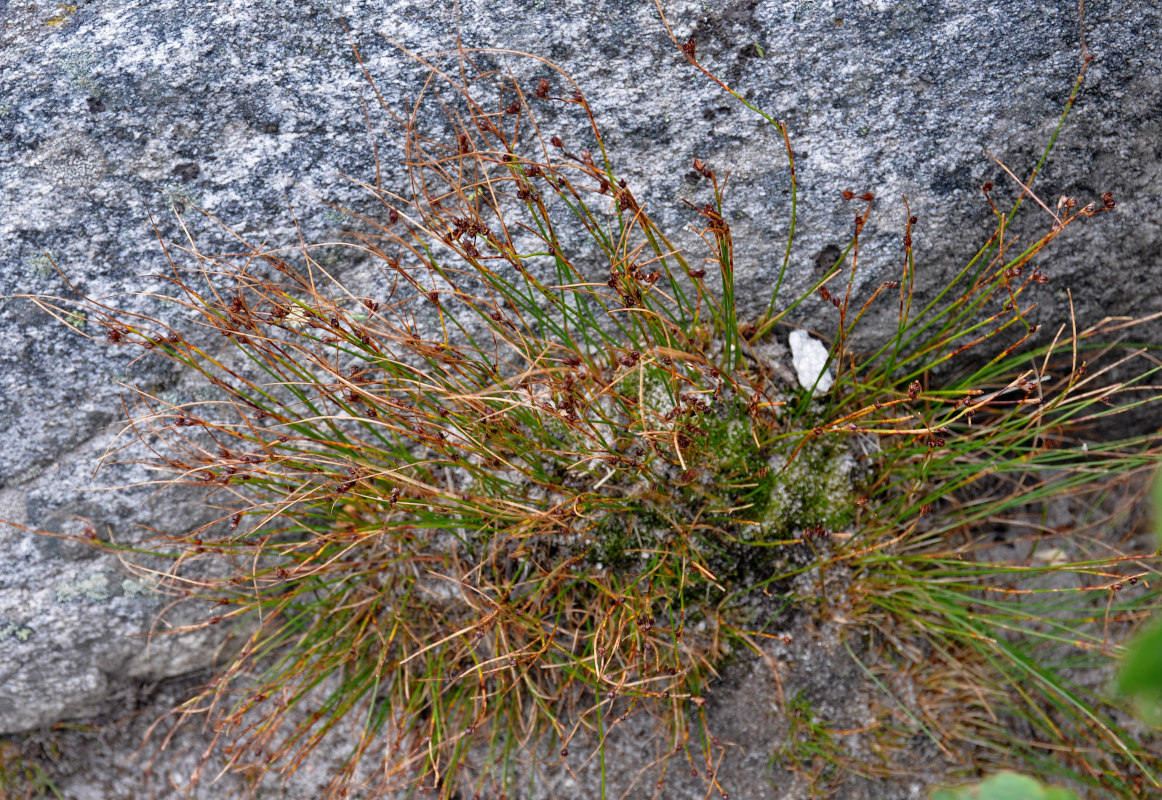 Изображение особи Juncus trifidus.