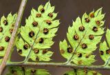 Dryopteris amurensis