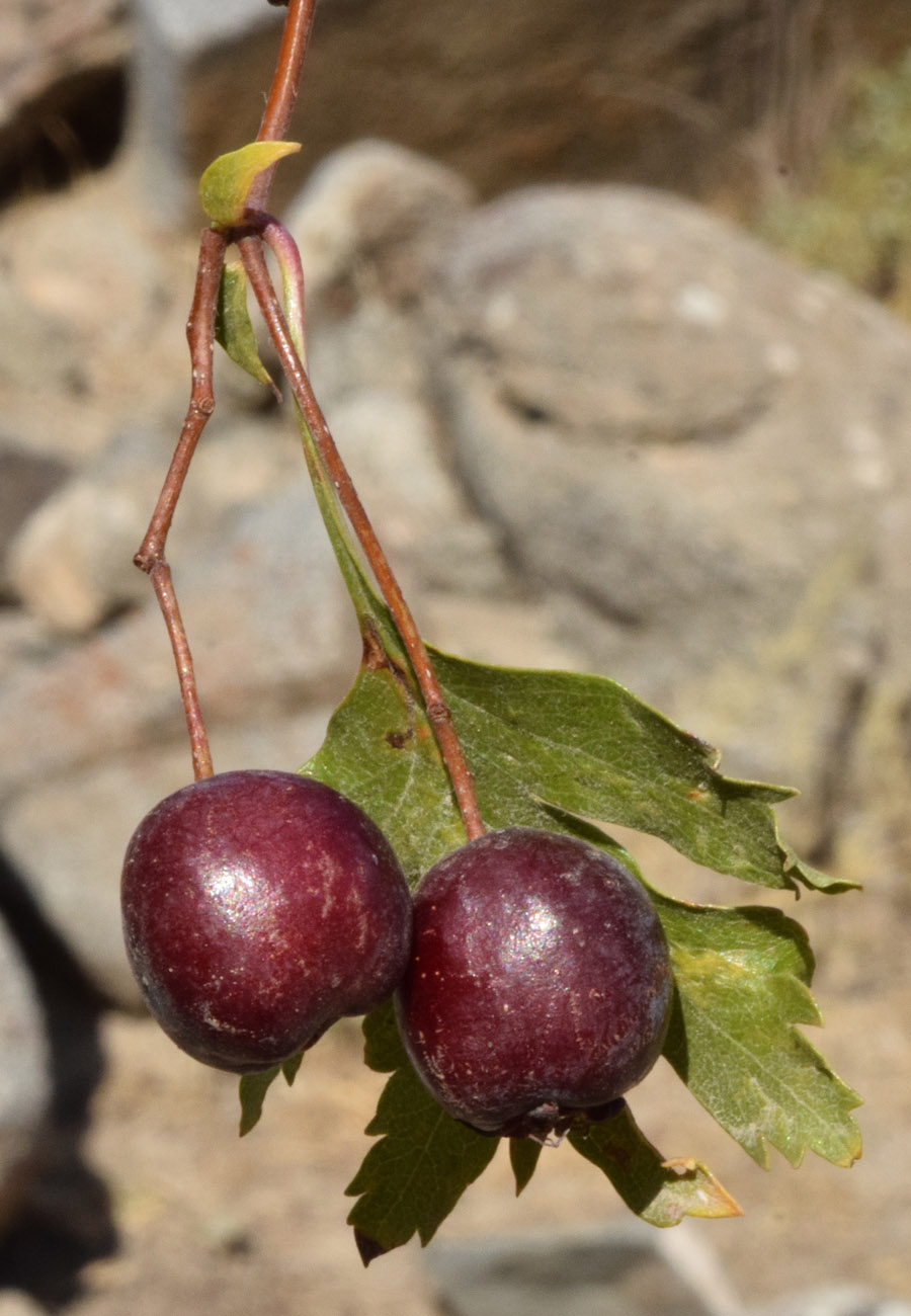 Image of Crataegus songarica specimen.