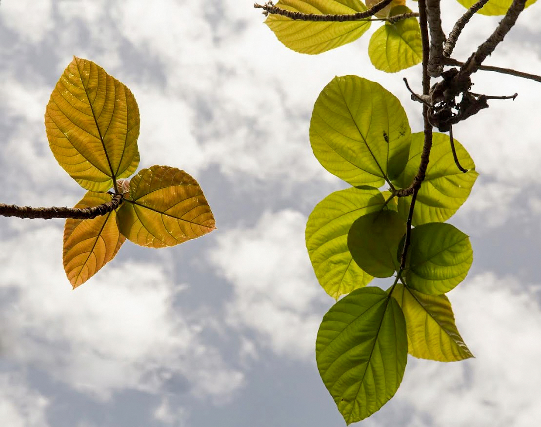 Изображение особи Ficus auriculata.