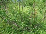 Betula divaricata. Растение в берёзовом редколесье. Камчатский край, Елизовский район, природный парк \"Вулканы Камчатки\", окрестности \"Медвежьей тундры\", кордон Центральный. 22.07.2010.