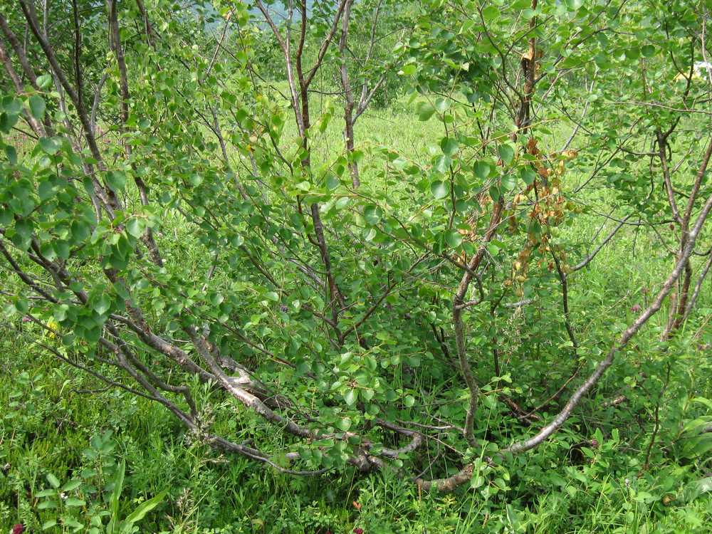 Изображение особи Betula divaricata.