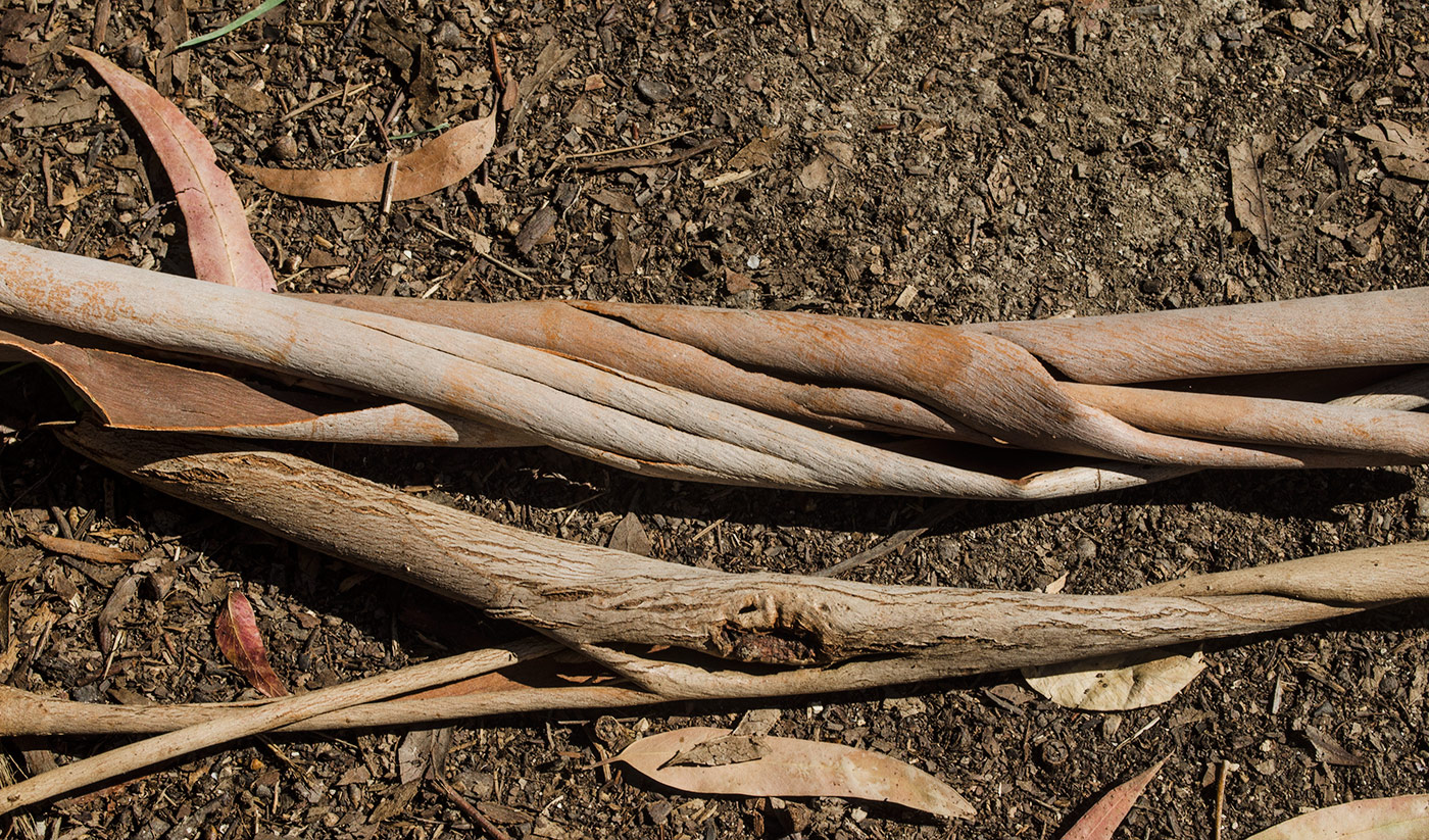 Image of genus Eucalyptus specimen.