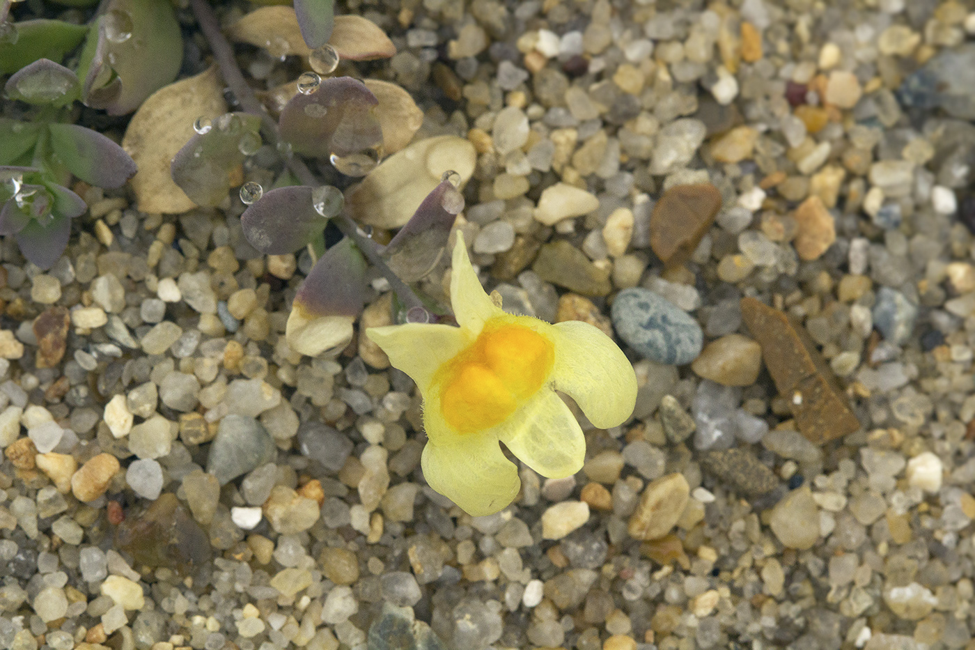 Image of Linaria japonica specimen.