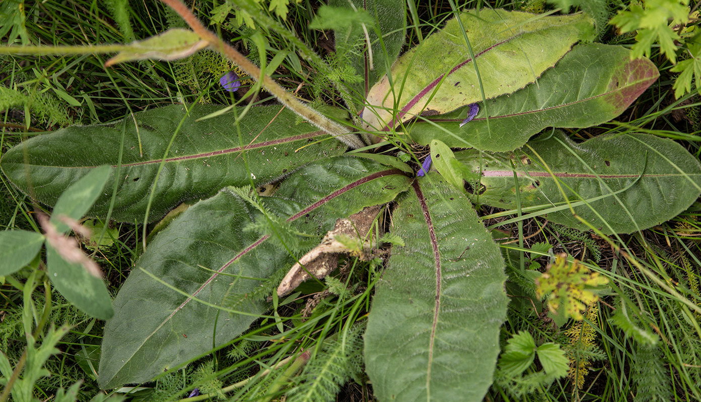 Изображение особи Trommsdorffia maculata.