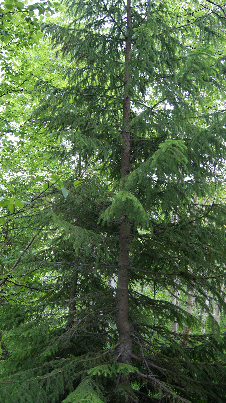 Image of Picea abies specimen.