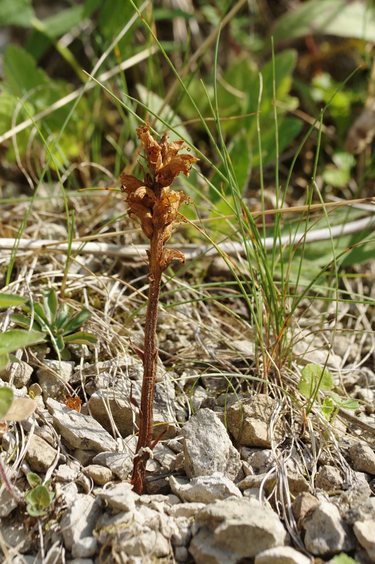 Image of Orobanche bartlingii specimen.