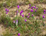 Astragalus onobrychis