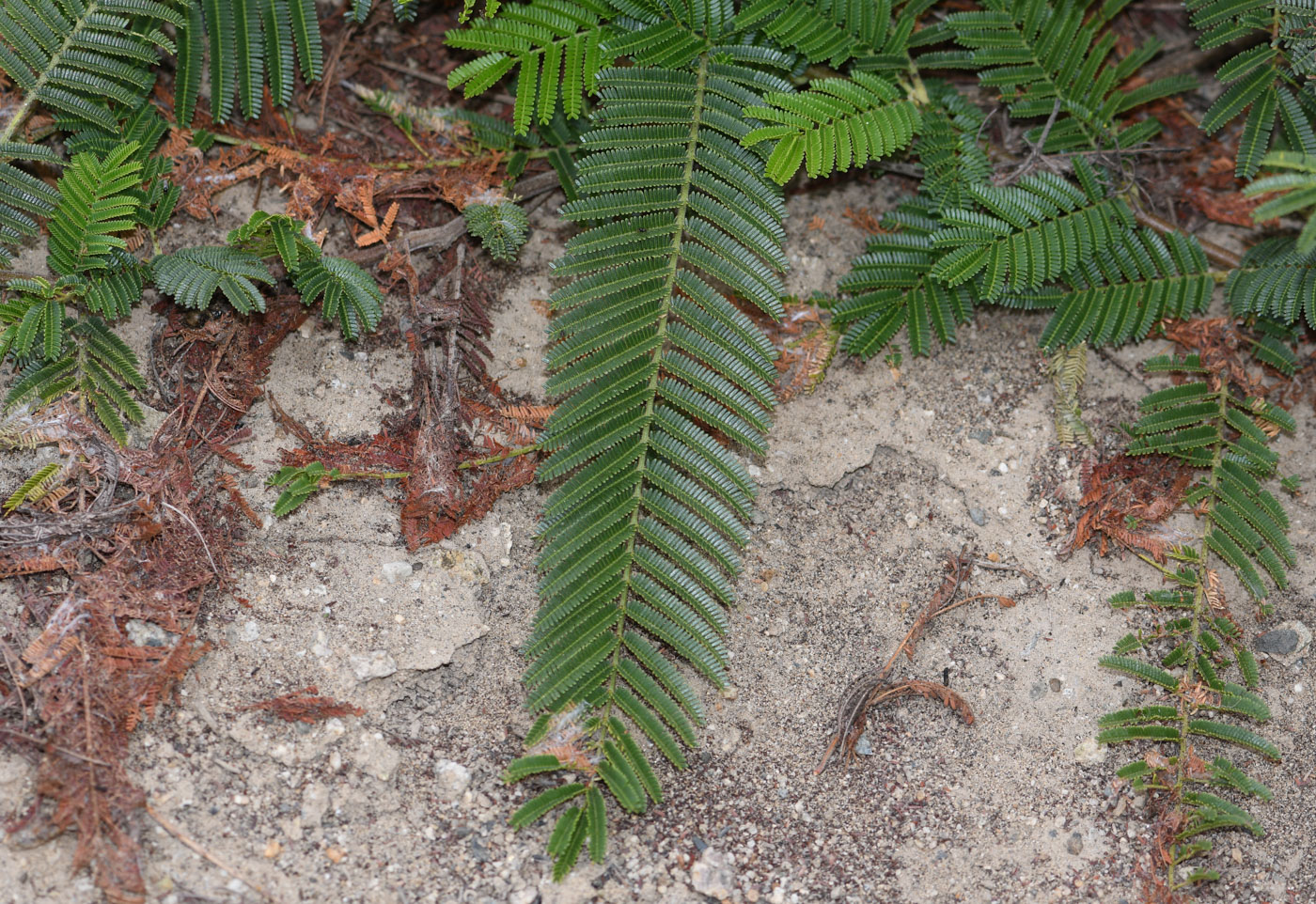 Изображение особи Prosopis pallida.