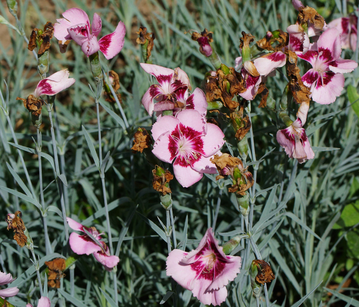 Изображение особи Dianthus chinensis.