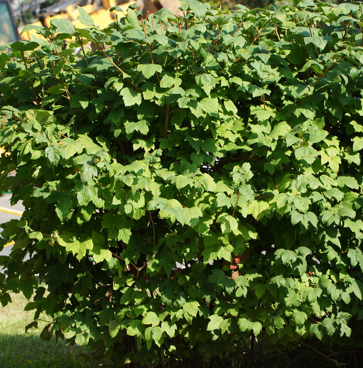 Image of Viburnum opulus specimen.