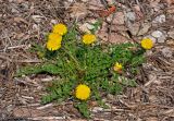 Taraxacum officinale. Цветущее растение. Новгородская обл., берег оз. Ильмень, геологический памятник \"Ильменский глинт\", каменистый берег озера. 10.05.2019.