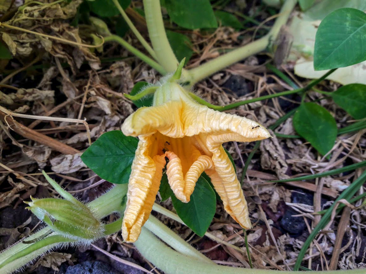 Изображение особи семейство Cucurbitaceae.