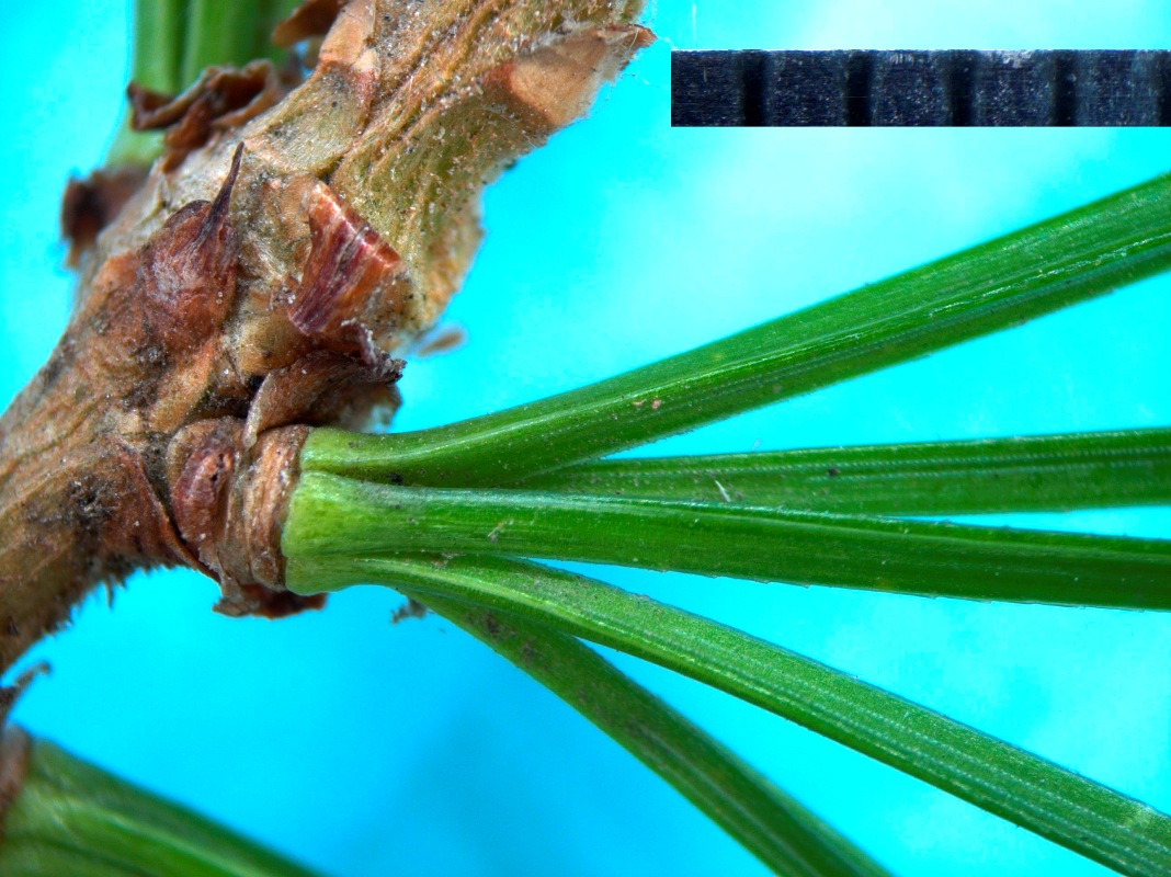 Image of Pinus sibirica specimen.